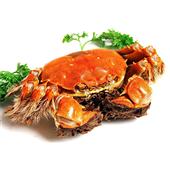 阳澄湖大闸蟹1298型【巴湖】